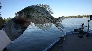 Glitz Stinger Jr. Pour To Catch With Giveaway  Down Size Baits