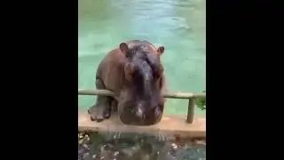 Awesome and Cute Animal Videos! #14