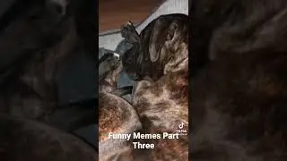 Funny Memes Part Three| Hah Shorts #funny   #memes  #shorts