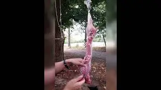 Deboning rabbit after skinning/gutting