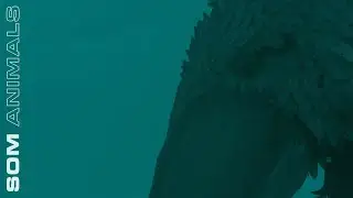 SOM - Animals (Official Video)