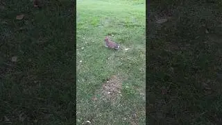 Зайка в Вашингтоне 🐰