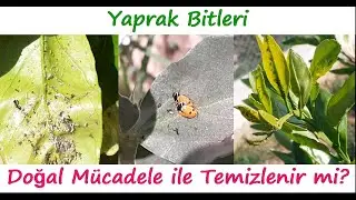 Yaprak Bitleri Doğal Yöntemler ile Temizlenir mi?