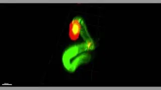 Trafficking of rice blast fungal effectors (