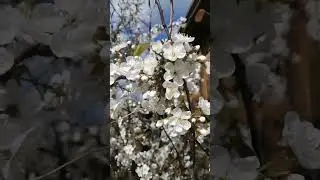 вишня расцвела