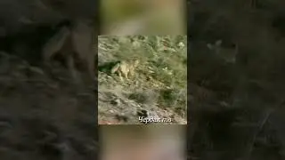 The hare escapes from the pursuit of wolves.