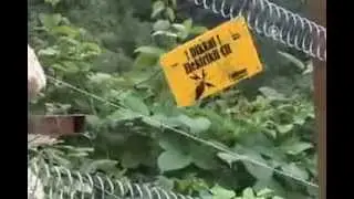 Ayıyı elektroşokla savuşturan dayı