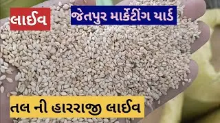 તલ ની હારરાજી લાઈવ જેતપુર માર્કેટીંગ યાર્ડ તા 30.05.2023 / Live tal ni harraji jetpur marketing yad