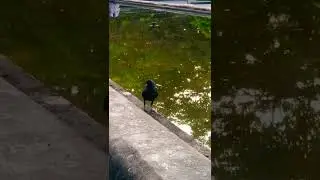 Will this Crow bathe or not shorts | YouTube shorts video
