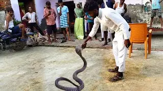 राशन की दुकान में निकला कोबरा सांप #snake #spectacledcobra
