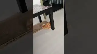 В конце видео привет от Алиски.