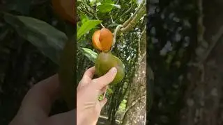 Тропические фрукты на Бали 