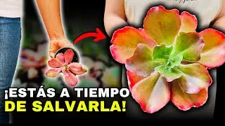 Las señales ocultas de las Echeverias cuando están en Peligro | Así puedes salvarlas…😲🤯🌿