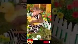 cutest monkey 1 #pets #shorts #monkey #cutemonkey #thucung