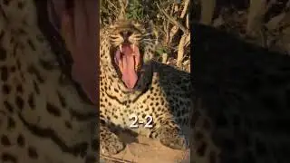 Puma VS Leopard