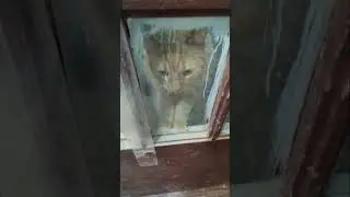 😺My Cat When I Get Home | Parker The Cat