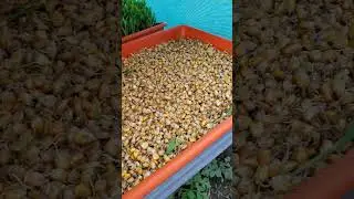 How we grow Hydroponic Fodder for our Cows from Maize and Wheat 