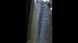 Щеглы на выставке