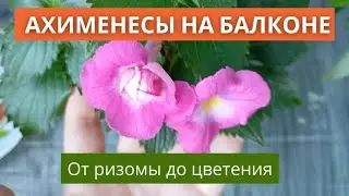 🌸 Growing Achimenes on my balcony! 🌸 A beginner's guide: from rhizome to bloom!