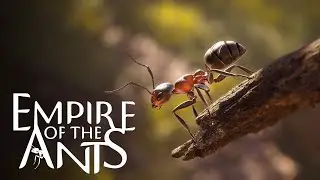 Empire of the Ants. Часть 1. Империя муравьев.