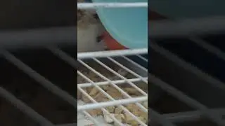 Хомяк эпично ест!