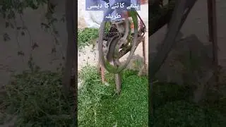 Village life cow breakfast 
