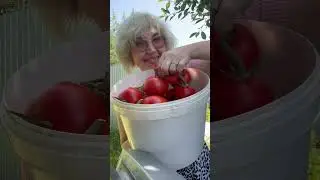 Первый урожай. Июль Самара #урожай #дачнаяжизнь