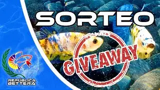 Sorteo De Los Yellow Galaxy