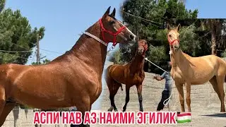 Аспҳои нав аз Наими Эгилик🇹🇯4 июля 2024 г.