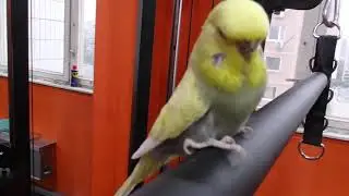 ДЖОДИ