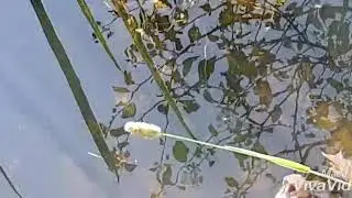 Коп в Калужской области.
