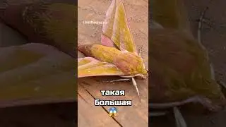 Первый раз вижу такое 
