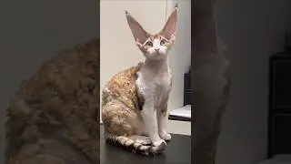 Cat, dog, pets 