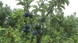 Irkutskaya plum