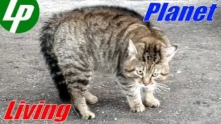 Tomcats sing their 