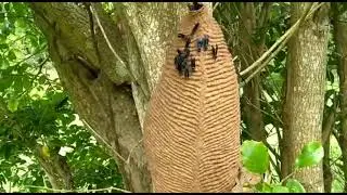 marimbondo tatu +lugar abençoado