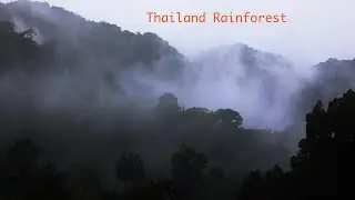 Tropical Rainforest Ambience | Thailand forest sounds.