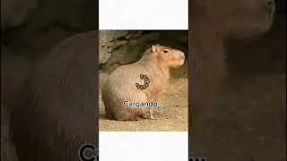 Huevo de capibara