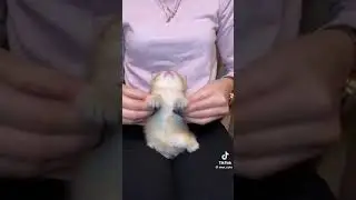 RUSSIAN CAT, RUSSIAN MUSIC😸😸😸 