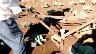 Капуста.Прополка и окучивания.