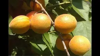 Абрикос Цегледи Ориас. Отзывы и видео от питомника Макси Сад.
