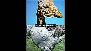 African giraffe vs White rhino 