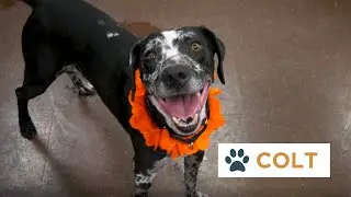 Pinal Pets Episode 124 - Colt