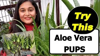 🔴TIPS TO SAVE DYING ALOE VERA,PUPS PROPAGATION /एलोवेरा को घना करें/