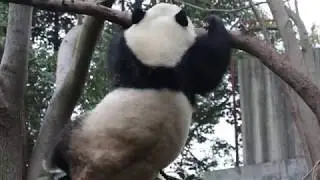 Miao Miao and her Cubs, Run Jiu