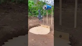Wow Amazing Pigeon Bird Trap. #shortvideo #birds #animaltrap