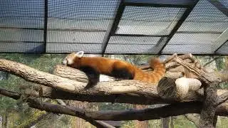 Red panda vid 2