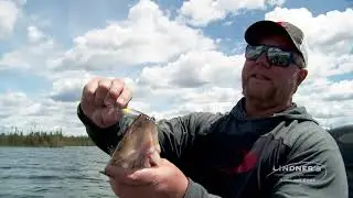 Walleye Fishing in Sunset Country on Lake Savant