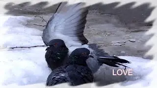 Ice shower together. Pigeons are walruses.