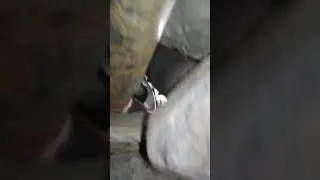 Смерть гофры